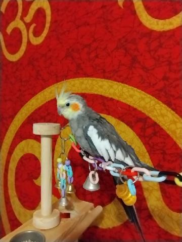 Grey/white feathered Olympus, yellow crest raised high on his head, standing on a colorful plastic chain link strand with a bell, in a long shot against a red and gold fabric wall hanging. A wooden dowel is upright and awaiting Olympus' pecking.